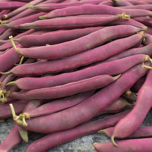 Fagiolo rosso del cigno - Phaseolus vulgaris - Raro ortaggio antico