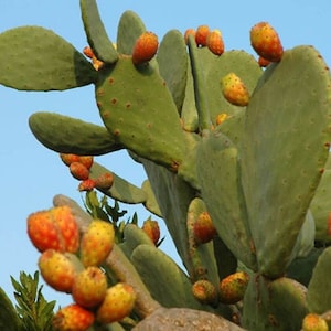 Orange Prickly Pear Cactus - Opuntia ficus-indica 'Zacatecas Orange' - Rare 'Cactus' Seeds - Indian Fig, Cactus Pear, Nopal, Barbary Fig