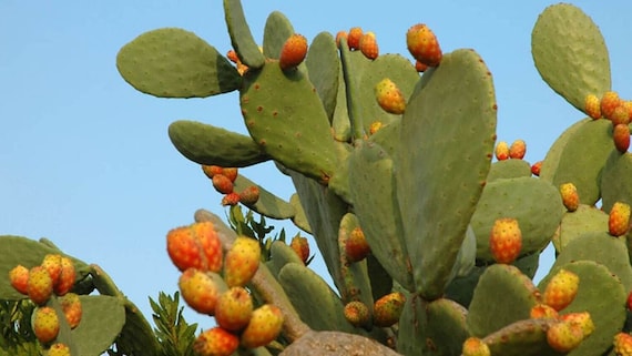 Orange Prickly Pear Cactus - Opuntia Ficus-indica 'zacatecas