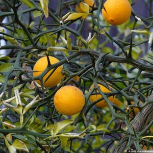 Könnte beinhalten: Nahaufnahme eines dornigen Zitrusbaumzweigs mit mehreren reifen, runden, orangen Früchten. Die Äste des Baumes sind mit scharfen Dornen und grünen Blättern bedeckt. Das Bild ist gut beleuchtet.
