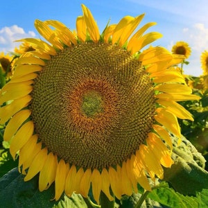 30 Sonnenblumen-Samen „Giant Yellow Single“ – Wird Bis Zu 3 M Hoch, Klassisch Gelb, Inkl. Anleitung