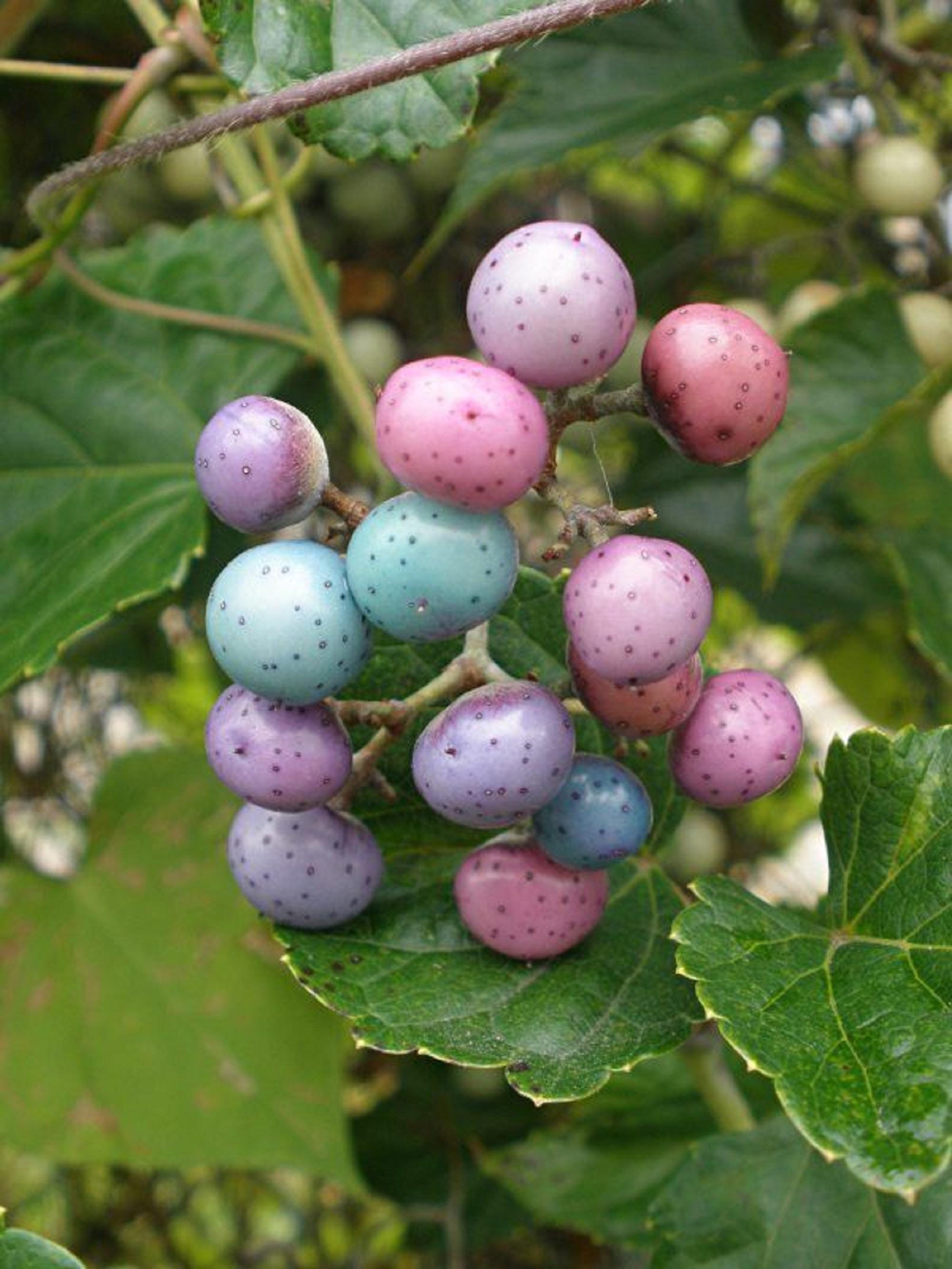 Porcelain Berry - Ampelopsis Brevipedunculata - Rare 'plants' Seeds - Etsy  Israel