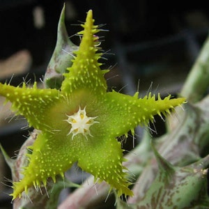 Dummer Star Flower - Orbea dummeri - Rare Cactus Seeds - Dummers Star, Green-Yellow,Star of Bethlehem,Ornithogalum Dubium,Dummer's Stargazer