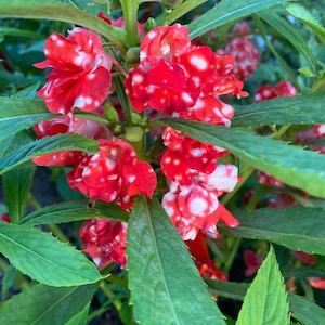 Peppermint Stick Balsam - Impatiens Balsamina - Rare &#39;Plant&#39; Seeds - Candy Cane Sorrel, Peppermint Stick Plant, Shamrock Oxalis, Wood Sorrel