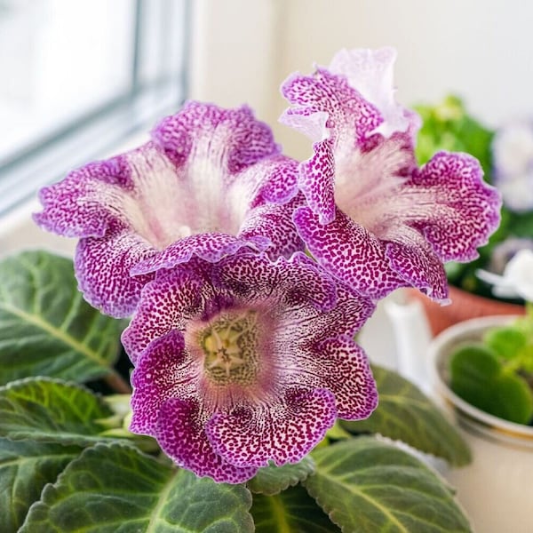 Florist's Gloxinia - Easter Tiger - Sinningia Speciosa - Rare Plants Seeds - Fairy Gloxinia, Purple-White, Cape Primrose, Brazilian Gloxinia