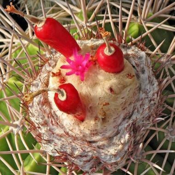 Melon Cactus - Melocactus Curvispinus - Rare 'cactus' Seeds - Turks Cap  Cactus, Red-white, Turks Turban, Mother in Laws Cushion,gourd Cactus - Etsy  Denmark