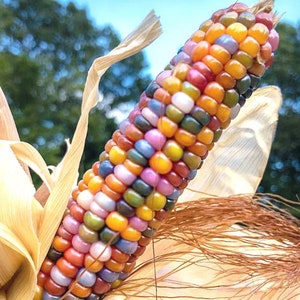Könnte beinhalten: Eine Nahaufnahme eines bunten Maiskolbens mit einer Vielzahl von Farbtönen, darunter Rosa, Blau, Gelb und Orange. Der Mais ist in eine getrocknete Hülle gewickelt.