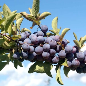Strandplommon - Prunus Maritima - Sällsynta 'Frukt'-frön - Kustplommon, Lila-Grön, Sandplommon, Prunus serotina, Östra Strandplommon, Atlantplommon