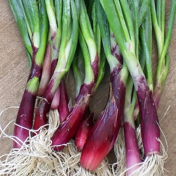 Welsh Red Dragon Onion - Allium fistulosum - Rare Heirloom Vegetables