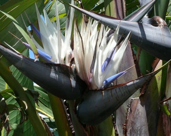 Ave blanca gigante del paraíso, - Strelitzia Nicola - Semillas raras de 'plantas' - Ave blanca del paraíso, Strelitzia, Flor de grúa, Flor de lengua de pájaros