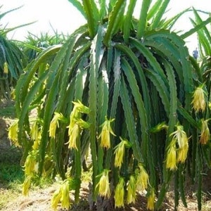 Yellow Dragon Fruit Cactus - Hylocereus megalanthus - Zeldzame &#39;Cactus&#39; Zaden - Pitaya, Groen-Geel, Selenicereus Megalanthus, Gele Pitahaya