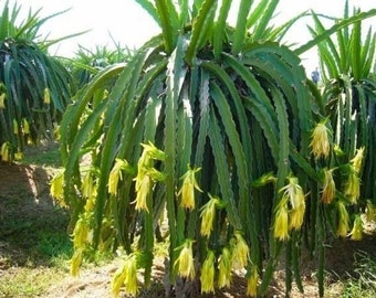 May include: A close-up of a dragon fruit plant with many yellow flowers. The plant is growing in a field with other dragon fruit plants.