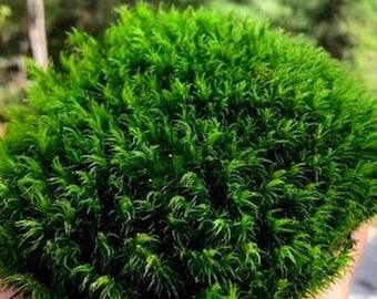 Musgo de humor vivo - Dicranum sp. - Musgo grueso y exuberante para alfombras - Puede venir como una pieza o en dos - Musgo de humor fresco perfecto para terrarios