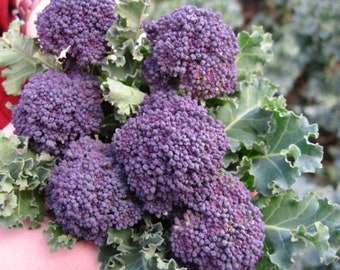 Brócoli morado - Brassica oleracea - Vegetal ancestral poco común