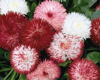 English Daisy - Red and White Mix - Bellis perennis - Rare 'Plant' Seeds - Common Daisy, Red-White, Bruisewort, Wild Daisy, Asteraceae