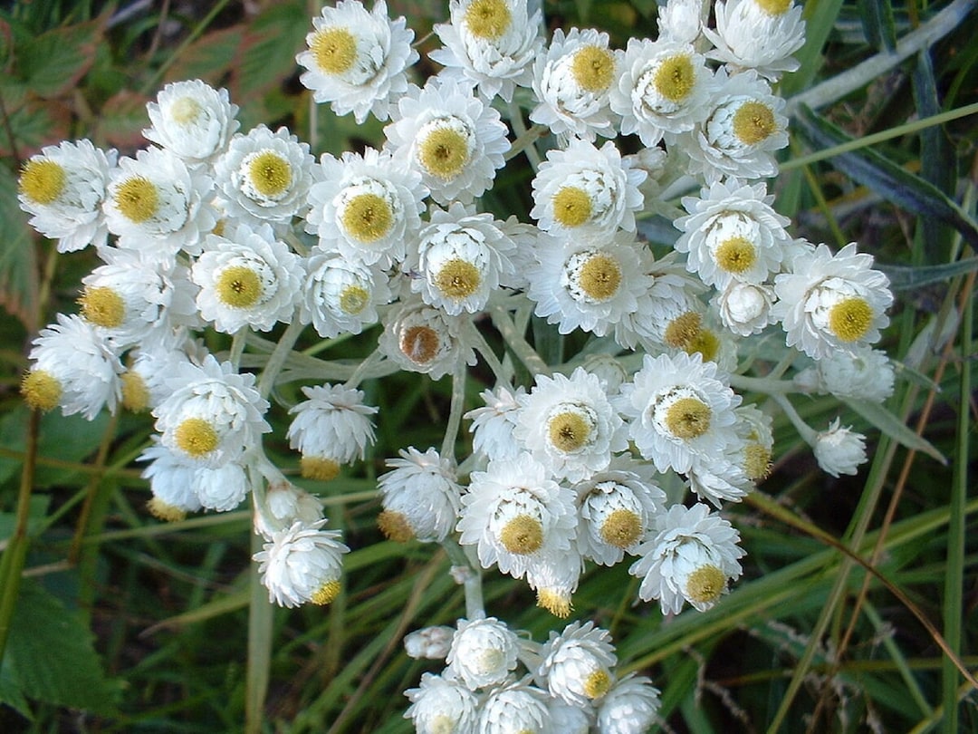 Everlasting Tree Pearly Everlasting - Anaphalis Margaritacea - Rare 'plant' Seeds ...