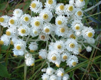 Pearly Everlasting - Anaphalis Margaritacea - Seltene 'Pflanzen' Samen - Anaphalis, Pearly Immortelle, Pearly Cottonweed, Western Pearly Everlasting