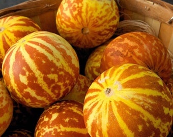 Tiger Melon o Tigger Melon - Cucumis melo - Rare 'Fruit' Seeds - Tigers eye melon, Yellow-Orange,Striped melon,variegated melon,Zebra Melon