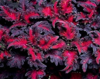 Black Dragon Coleus - Solenostemon scutellarioides 'Black Dragon' - Rare 'Plant' Seeds - Dragons Breath, Black-Pink, Dark Knight,Onyx Coleus