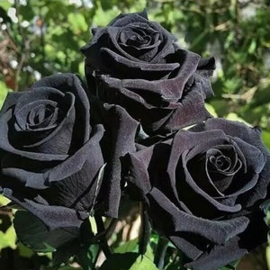 The common name for this is Rosa Halfeti(Halfeti Black Rose).Other Common names for this Rare Succulent Species are: Halfeti Black Rose: Turkish Black Rose. We only sell rare seeds of rare plants.