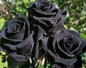 Halfeti Black Rose - Rosa ‘Halfeti’ - Rare 'Plants' Seeds, Turkish Black Rose, Midnight Noir Rose, Dark Velvet Rose, Black Diamond Rose