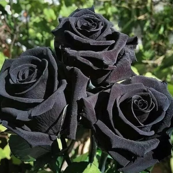 Halfeti Black Rose - Rosa 'Halfeti' - Zeldzame 'Planten' zaden, Turkse zwarte roos, Midnight Noir Rose, Dark Velvet Rose, Black Diamond Rose