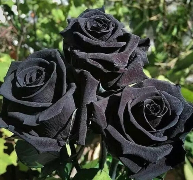 The common name for this is Rosa Halfeti(Halfeti Black Rose).Other Common names for this Rare Succulent Species are: Halfeti Black Rose: Turkish Black Rose. We only sell rare seeds of rare plants.