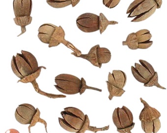 Baccelli di Alatus - Perfetti per le decorazioni autunnali - Materiali botanici per il fai da te - Baccelli secchi