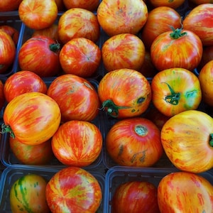 Berkeley Tie-Dye Green Tomato - Solanum lycopersicum - Rare Heirloom Vegetable