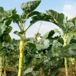 Puede incluir: Un campo de plantas verdes de hoja con tallos altos. Las plantas tienen hojas grandes, verdes y están creciendo en filas. El cielo es azul y hay algunas nubes en la distancia.