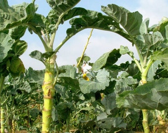 Walking Stick Kale - Brassica oleracea - Rare Heirloom Vegetable