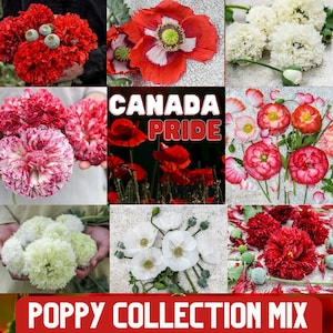 Poppy Mix - Pride of Canada - Red and White - Papaver sp. - Rare &#39;Plants&#39; Seeds - Red and white poppies - Red-White, Heritage Hues Poppy Mix