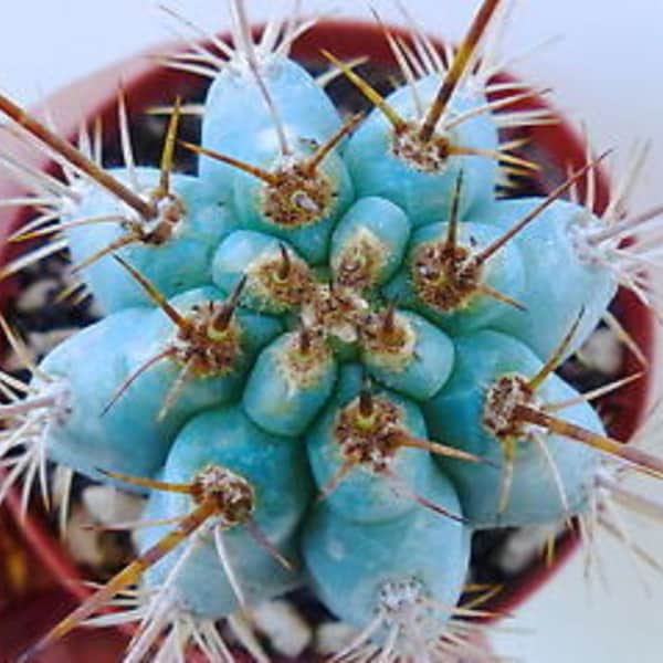 Blauer Cerus Kaktus - Azzureus hertlingianus - Seltene 'Kaktus' Samen - Argentinischer Zahnstocher, Blau-Weiß,Pilocereus azureus,Cerro Gordo Kaktus