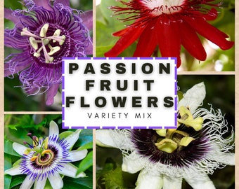 Gemischte Passionsblumen - Passiflora sp. - Seltene 'Plant' Samen - Maipop, Rot-Lila-Weiß, Lila Passionsranke, Mehrfarbige Passionsblumen