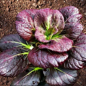 Brassica rapa sub chinensis - Seltenes altes Gemüse