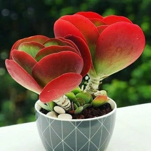 Flapjack Paddle Plant - Kalanchoe thyrsiflora - Rare &#39;Succulent&#39; Seeds - Desert Cabbage, Red-Green, Flapjack Plant, Flapjack Kalanchoe