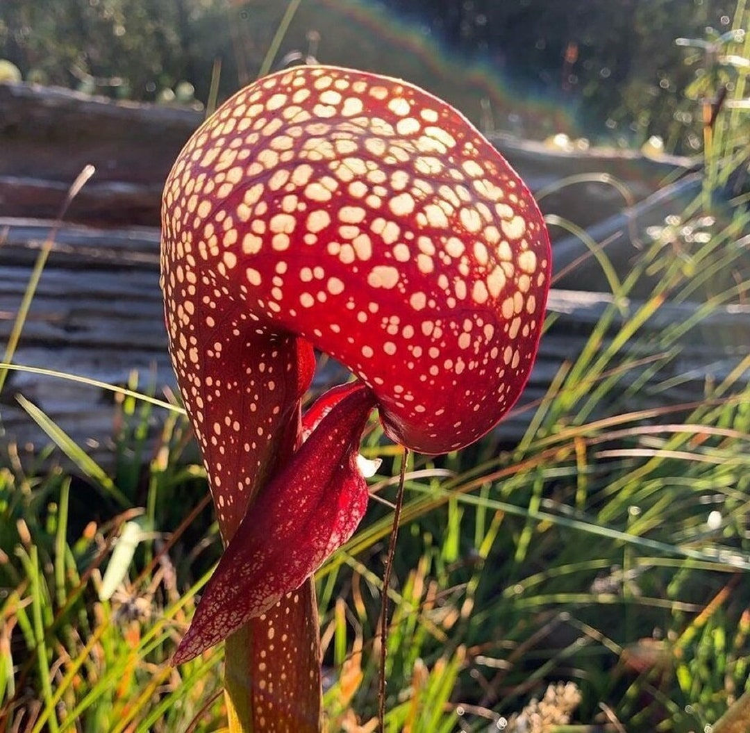 コブラプラント - Darlingtonia californica - 珍しい「食虫植物」の