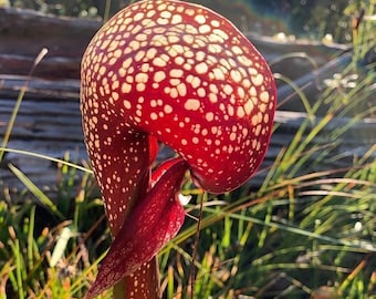 Kobra-Pflanze - Darlingtonia californica - Seltene 'Fleischfressende' Samen - Kannenpflanze, Rot-Gelb, Kalifornische Kannenpflanze