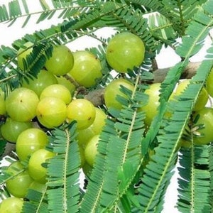 Puede incluir: Primer plano de una rama de árbol con hojas verdes y muchos frutos pequeños, redondos y verdes. Los frutos están agrupados y parecen estar maduros.