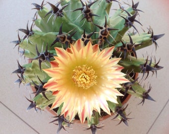 Fasskaktus - Ferocactus horridus - Seltene 'Kaktus'-Samen - Fishhook-Kaktus,  Grn-Gelb, Kompass-Kaktus, Fishhook-Kaktus, Roter Fasskaktus - Etsy  sterreich