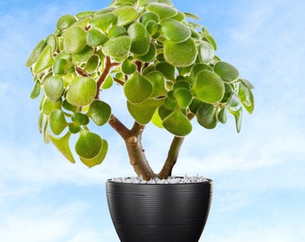 Baum der Liebe - Aichryson laxum - Seltene 'Sukkulenten'-Samen - Cordyline fruticosa, grün-schwarze, ti Pflanze, hawaiianische Glückspflanze, Aeonium laxum