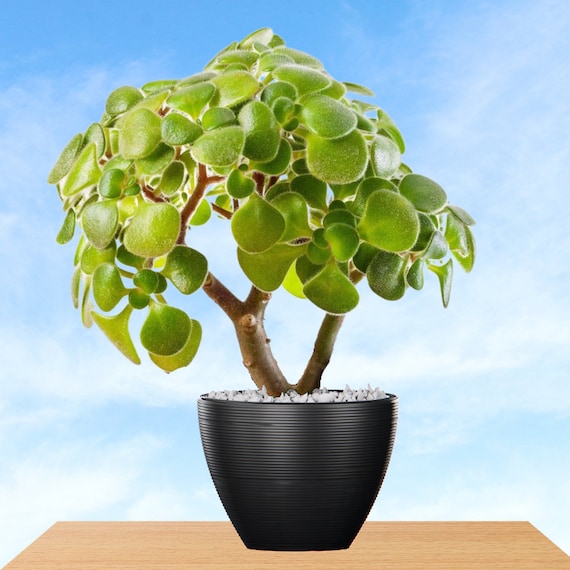 Tree of Love - Aichryson Laxum - Rare 'succulent' Seeds - Green-black, Ti  Plant, Hawaiian Good Luck Plant - Etsy Finland
