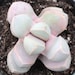 see more listings in the Succulent Plant Seeds section