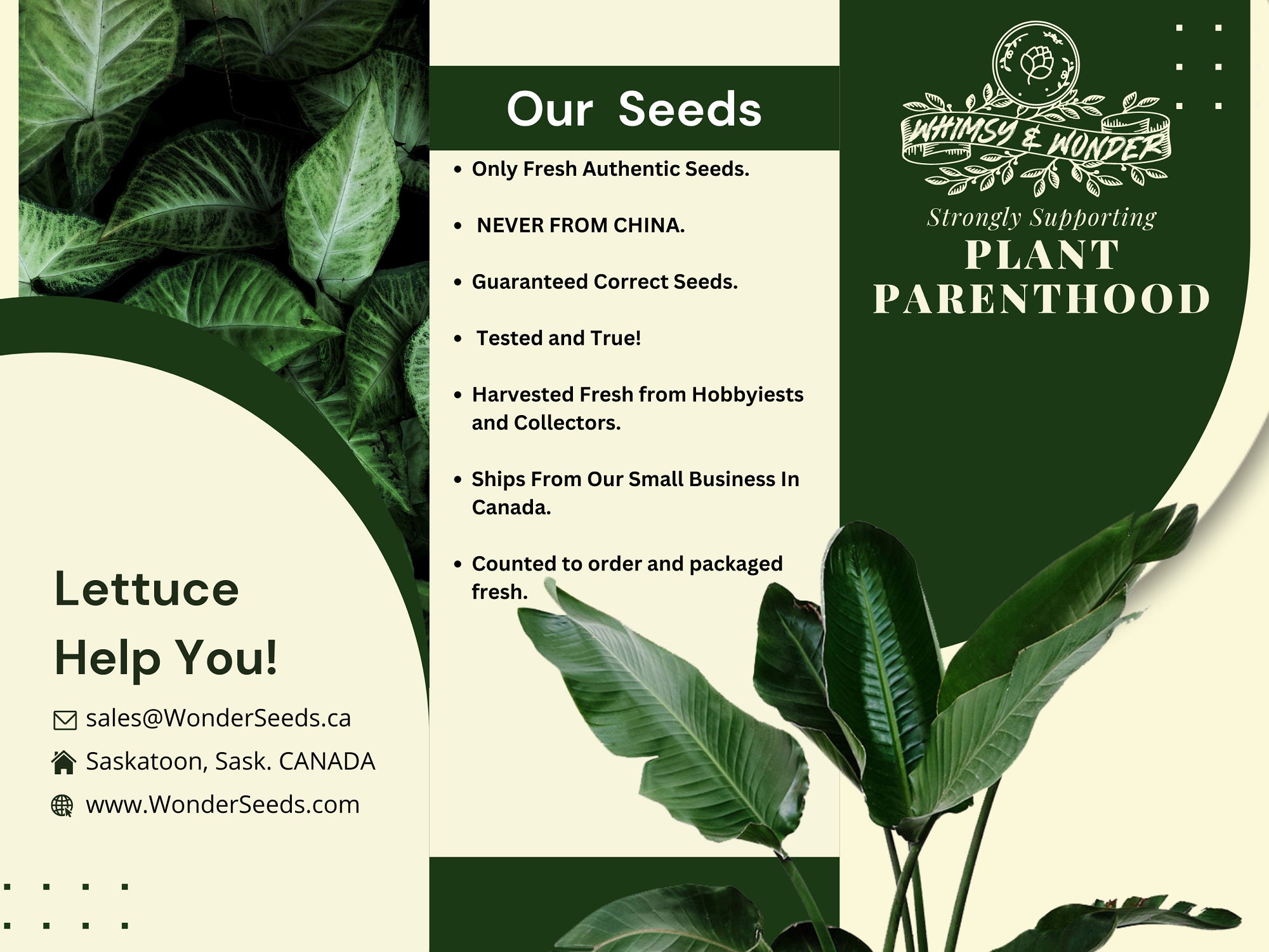 Phyllanthus Emblica Immagini E Fotografie Stock Ad Alta Risoluzione - Foto 5