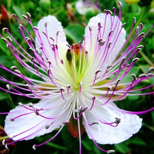 Câprier - Capparis spinosa - graines rares 'Plant' - rosier des Flandres, blanc-violet, câprier, caparacées, câpres sauvage, cornichon, capertier