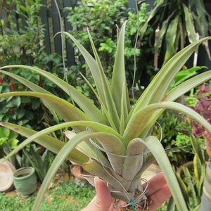 Twisted Airplant - Tillandsia flexuosa  - Rare &#39;Air Plant&#39; Seeds - Narrowleaf airplant, Green-Yellow, Wavy Tillandsia, Serpentine Tillandsia
