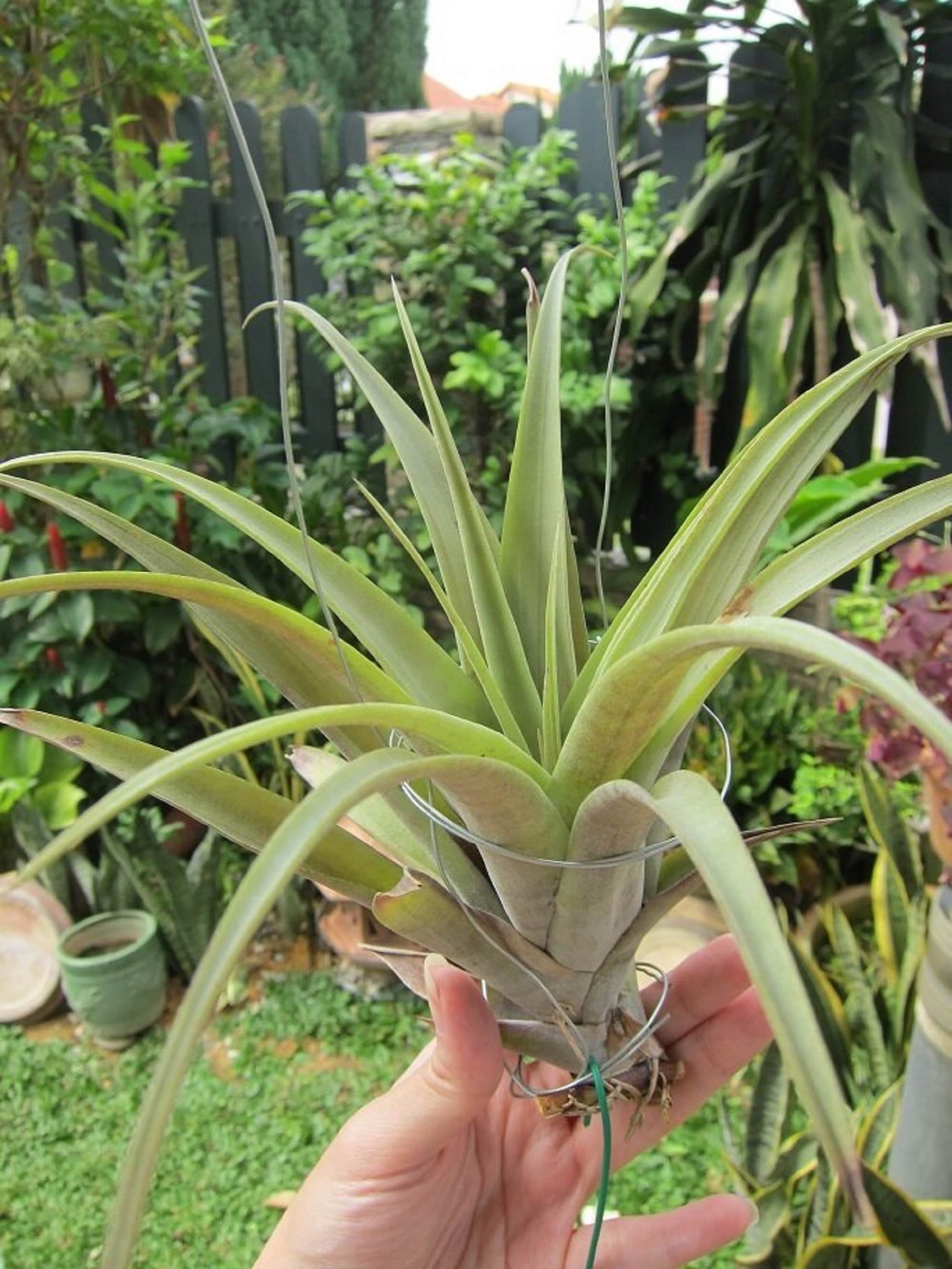 チランジア フレクスオサ ツイスト ジャイアントフォーム Tropiflora