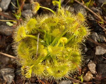 Drosera pálida - Drosera hookeri - Semillas raras 'carnívoras' - Drosera inglesa, planta de rocío, drosera de hojas oblongas, drosera de hojas redondas