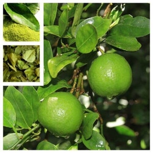 Kaffir Lime - Citrus hystrix - Rare &#39;Fruit&#39; Seeds - Makrut Lime, Green-Yellow, Thai Lime, Rutaceae, Indonesian Lime, Mauritius Papeda