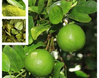 Kaffir Limette - Citrus hystrix - Seltene 'Frucht' Samen - Makrut Limette, Grün-Gelb, thailändische Limette, indonesische Limette
